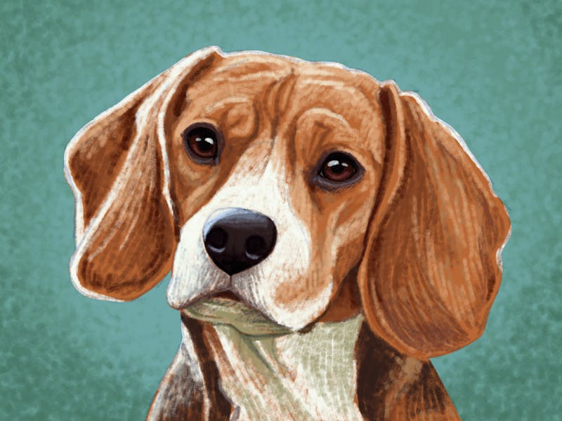 Ridglan Farms Exposed: Unpacking Cruelty Claims vs. 'Research Dogs'