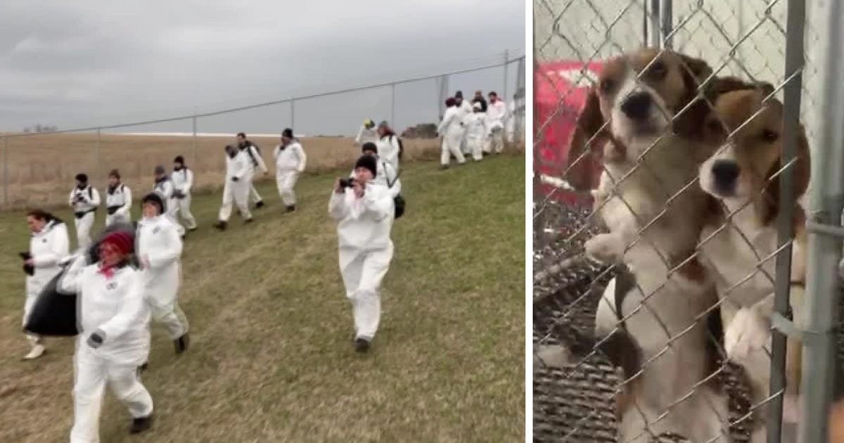 Ridglan Farms Under Scrutiny: Evidence Mounts Amidst Activist Push